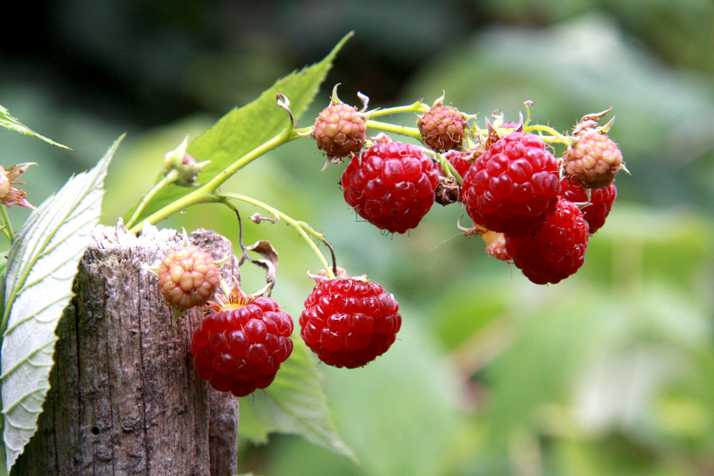 framboise