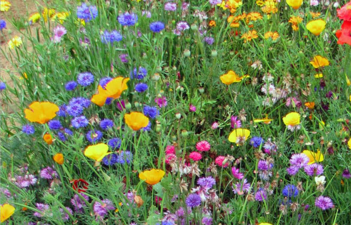 fleurs au potager