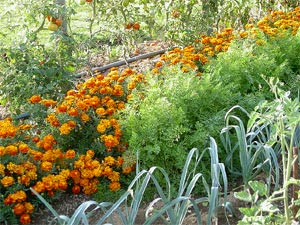 oeillets-d-inde-potager