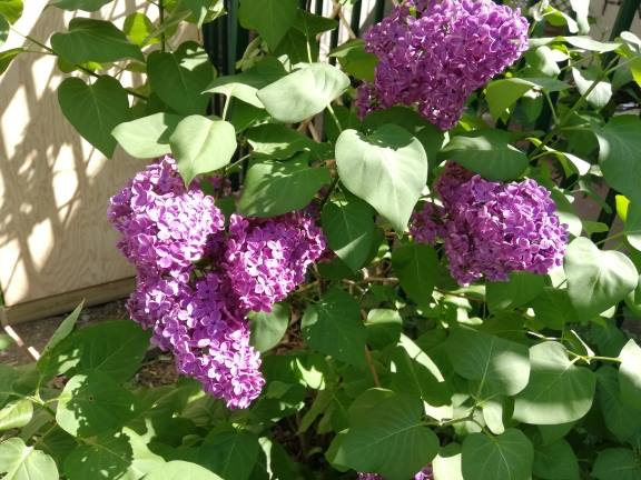 lilas3