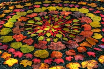 feuilles d'automne disposées en mandala